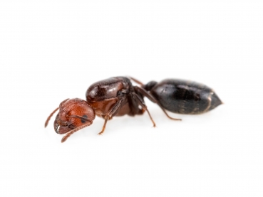 Crematogaster scutellaris